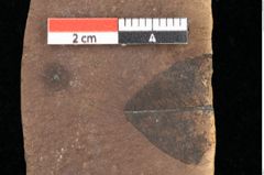 Foto (Detailsansicht) von Quercus palaeoilex Ettingshausen (NHMW-GEO-2024-0188-0810)